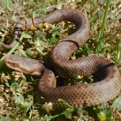 Brązowy wąż, czyli "serpiente" po hiszpańsku, wijący się wśród zielonej trawy i suchych liści.