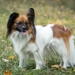 Papillon, co to znaczy? To ten uroczy piesek z wielkimi uszami, który wygląda jak motyl.