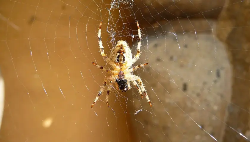 Pająk po hiszpańsku to "araña". Ten pająk siedzi na swojej pajęczynie, czekając na ofiarę.