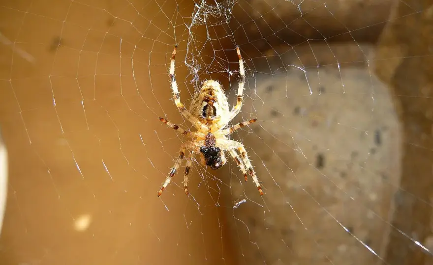 Pająk po hiszpańsku: "araña" tłumaczenie, ciekawostki, użycie
