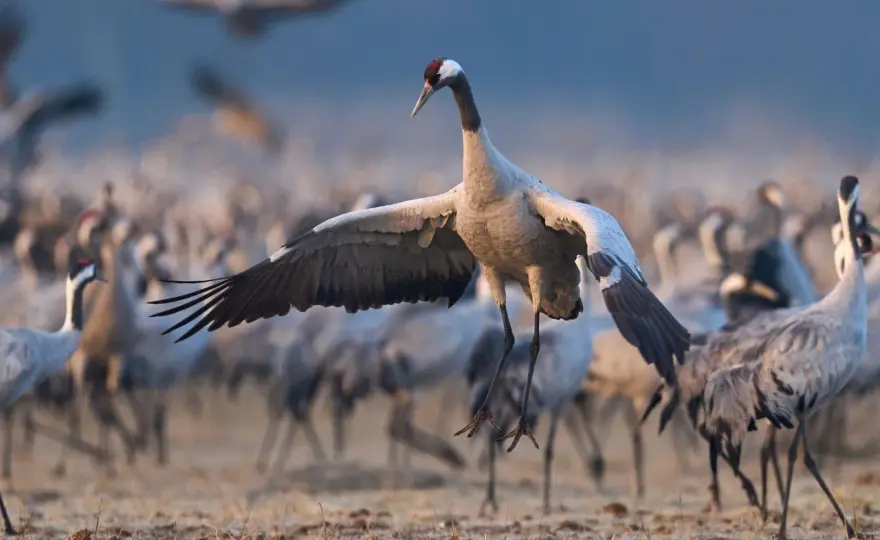 Żuraw po angielsku? Poznaj "crane" i ciekawostki o ptaku