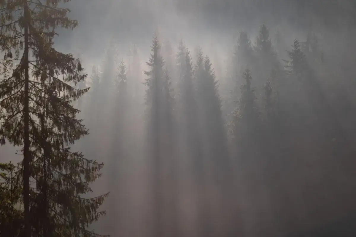 Promienie słońca przebijają się przez gęstą mgłę, tworząc magiczny widok lasu. Mgła po francusku, czyli