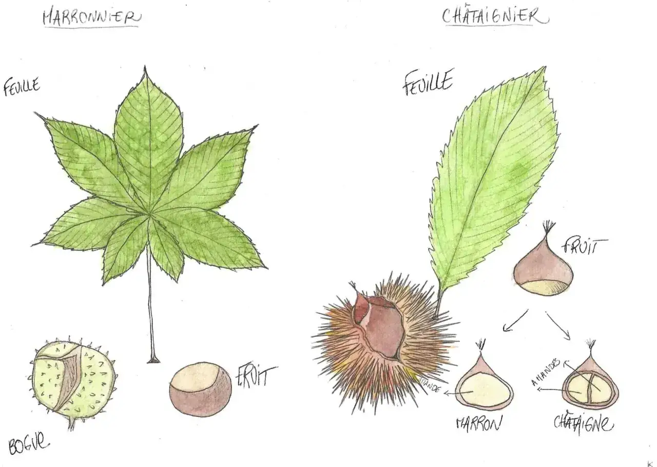 Ilustracja porównuje liście i owoce kasztanowca (po lewej) i kasztana jadalnego (po prawej). Kasztan po francusku to