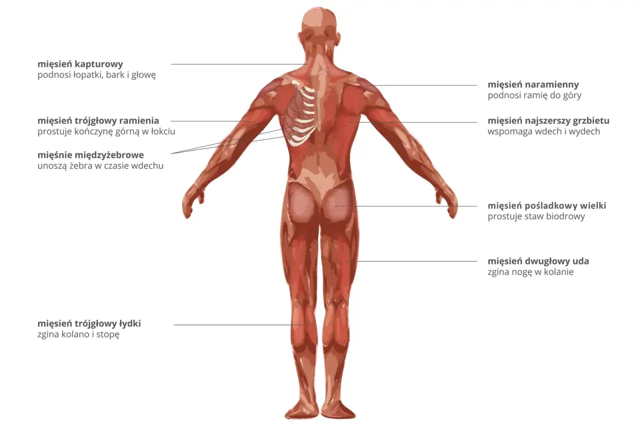 Anatomia człowieka z widocznymi mięśniami po polsku: mięsień naramienny, najszerszy grzbietu, pośladkowy wielki, dwugłowy uda, trójgłowy łydki, międzyżebrowe i kapturowy.