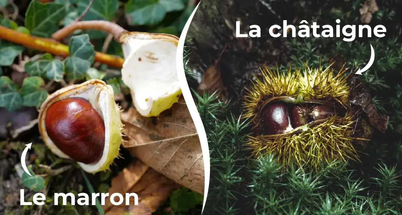 Le marron i kasztan po francusku (la chataigne) – dwa różne owoce, jeden gładki, drugi w kolczastej łupinie.